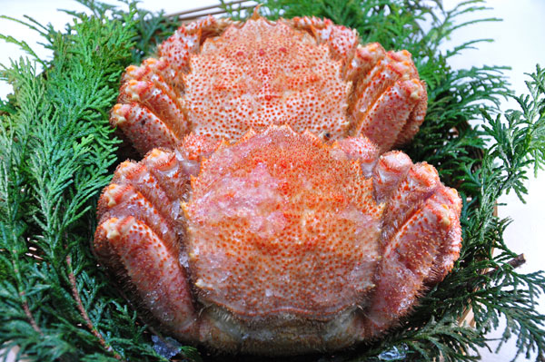 北海道産活毛ガニ1尾（500ｇ前後）〔Ｂ〕北港直販☆毛蟹・毛がに〔代引き不可〕