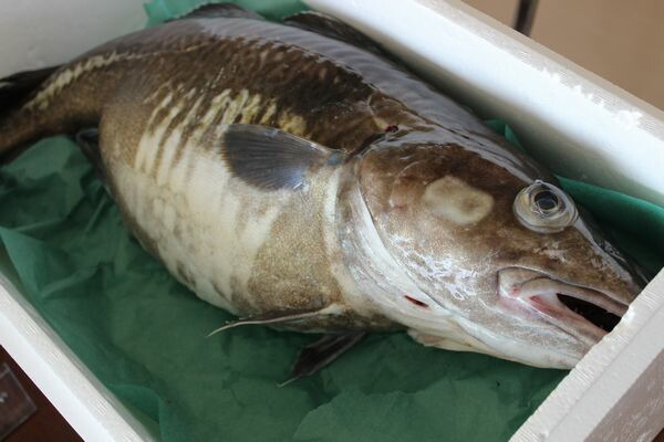 北海道産生真鱈（タラ）（メス）1尾（5ｋｇ前後）〔B〕北港直販〔同梱不可〕〔着日指定不可〕たら〔代引き不可〕