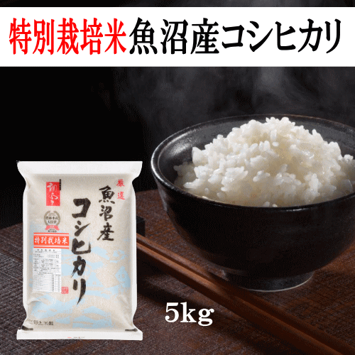 楽天市場】米 コシヒカリ 令和6年産 新潟県産山の手コシヒカリ