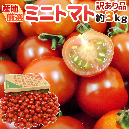 ミニトマトとプチトマトの違い トマトにはたくさんの種類がある 京都のお墨付き
