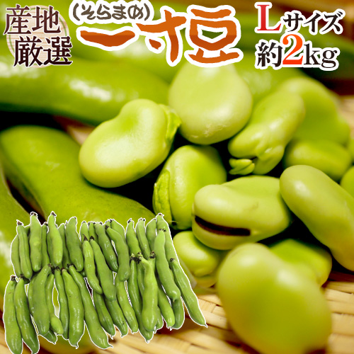 【楽天市場】九州・和歌山産他 ”一寸豆（そら豆）” 約4kg 大きさ 