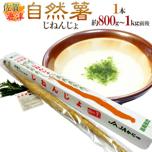 佐賀 Jaからつ 自然薯 じねんじょ 1本 約1kg前後 山芋 送料無料 最安値に挑戦