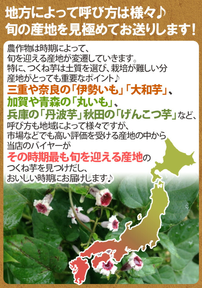 産地厳選”つくね芋・山の芋”訳あり約5kg大きさおまかせ山芋/大和芋/やまいも