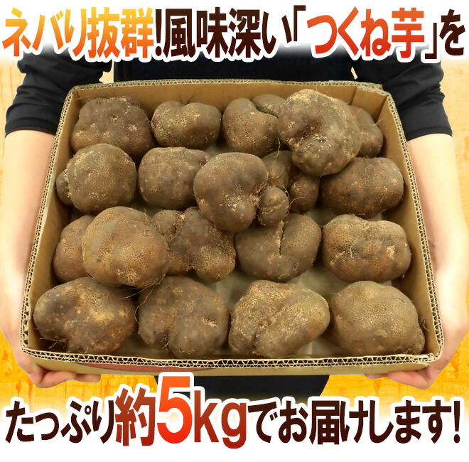 産地厳選”つくね芋・山の芋”訳あり約5kg大きさおまかせ山芋/大和芋/やまいも