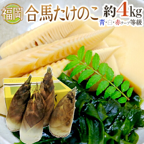 楽天市場】【愛媛県大洲市産】朝採れたけのこ 2kg（約2〜4本