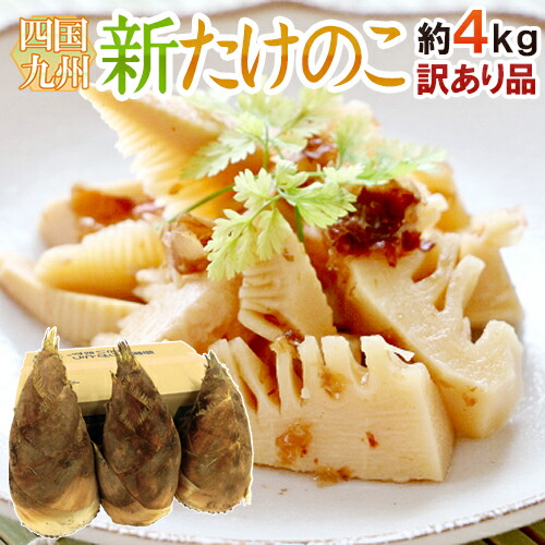 楽天市場】2026 予約早割 朝堀り当日発送 たけのこ筍4kg（優品) 京都