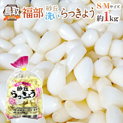 洗いらっきょう 鳥取 JAいなば 福部産 最大61％オフ ”砂丘らっきょう” 約1kg《5キロ購入で送料無料》 Mサイズ 正規 6月中旬以降 予約 S