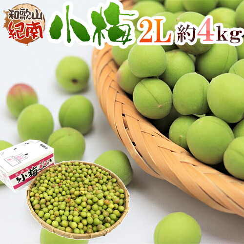 紀州・和歌山産 ”JA紀南 小梅” 秀品 大粒2L 約4kg【予約 5月中旬以降】 送料無料