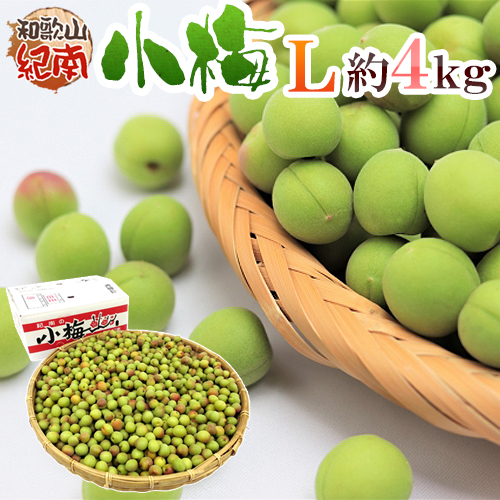 紀州 和歌山作り出す Ja紀南 小梅 秀品 L 粗々4kg 留保 5ムーン中旬 6月初旬 貨物輸送無料 Appletonpc Org Uk