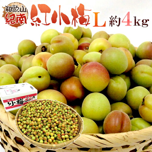 紀州・和歌山産 ”JA紀南 紅小梅” 秀品 L 約4kg【予約 5月中旬以降】 送料無料