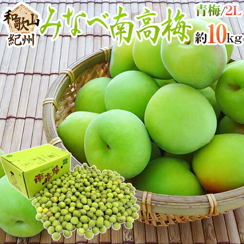 紀州・和歌山産 ”みなべ南高梅 青梅” 秀品 2L 約10kg【予約 5月中旬以降】 送料無料