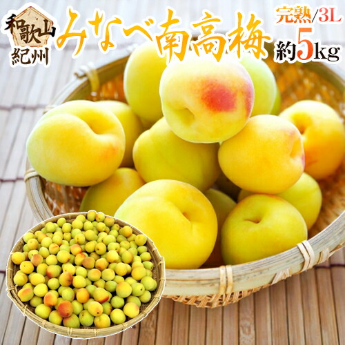 激安通販サイト 人気 楽天市場】”紀州・和歌山産 約3kg 3L 秀品 熟梅” みなべ南高梅 果物