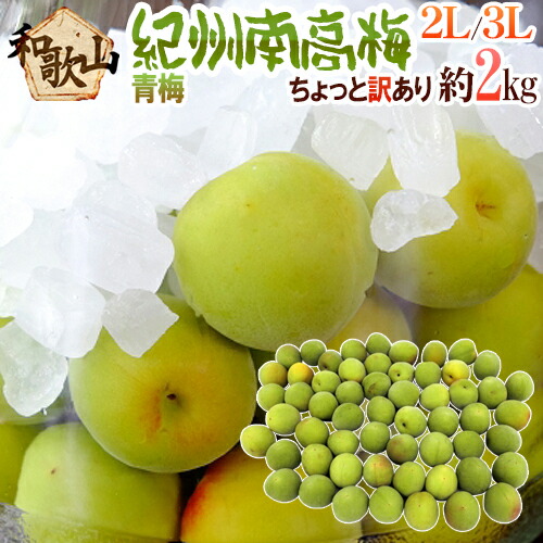 ”紀州・和歌山産 南高梅 青梅” ちょっと訳あり 2L～3L 約2kg【予約 5月中旬以降】 送料無料