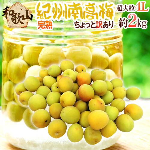 ”紀州・和歌山産 南高梅 完熟” 4L 約2kg ちょっと訳あり【予約 6月以降】 送料無料