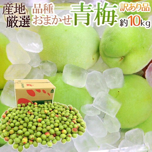 ”青梅” 訳あり 約10kg 産地厳選 品種おまかせ 大きさおまかせ【予約 5月末以降】 送料無料