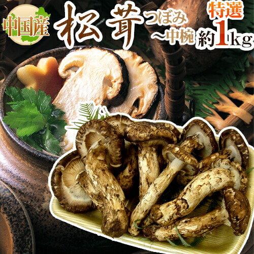 中国産 松茸 特撰 約1kg つぼみ 中椀 大きさおまかせ お届け日指定可能 送料無料 Optimistyouthfootball Com