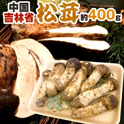 &rdquo;中国・吉林省産 松茸&rdquo; 4～8本前後 約400g つぼみ～中椀【予約 8月中下旬～9月末頃】 送料無料｜くらし快援隊～母の日父の日お中元