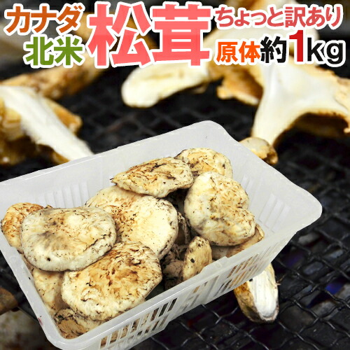 カナダ・北米産 &rdquo;松茸&rdquo; 約1kg 原体・ほんのちょっと訳あり 大きさおまかせ