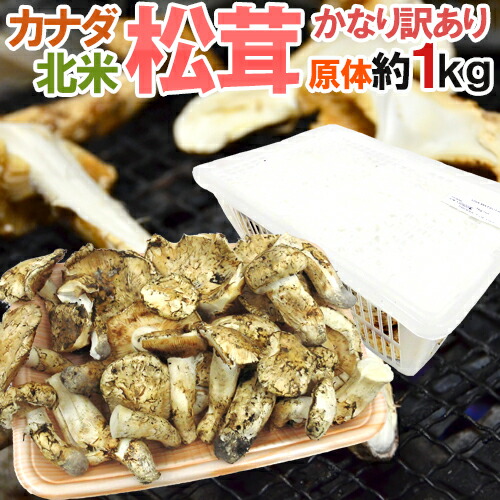 カナダ・北米産 &rdquo;松茸&rdquo; かなり訳あり 約1kg 原体 大きさおまかせ【予約 9月中下旬以降】 送料無料｜くらし快援隊～母の日父の日お中元