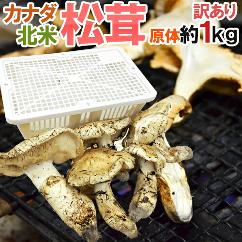 楽天市場】カナダ・北米産 ”松茸” 約500g つぼみ〜中椀 大きさ