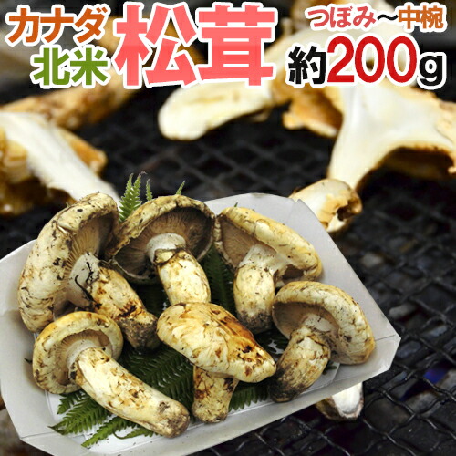 楽天市場】松茸 マツタケ ＜カナダ産＞【約100g】【冷蔵品