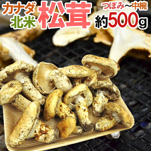 カナダ・北米産 &rdquo;松茸&rdquo; 約500g つぼみ～中椀 大きさおまかせ【予約 9月中下旬以降】 送料無料｜くらし快援隊～母の日父の日お中元