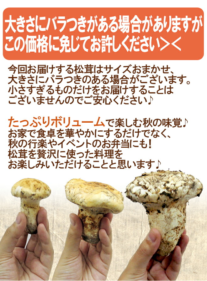 驚きの安さ 松茸 北米産 1k箱 promed.srv.br