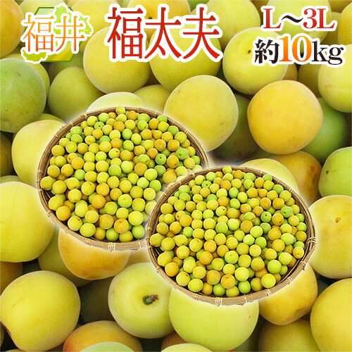 福井産 ”福太夫（ふくだゆう）” 秀品 L～3L 約10kg 梅【予約 5月末以降】 送料無料