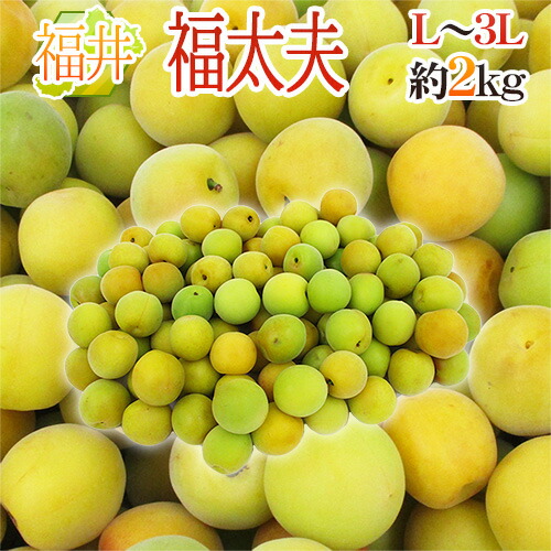 ”福井産 福太夫（ふくだゆう）” 秀品 L～3L 約2kg 梅【予約 5月末以降】 送料無料