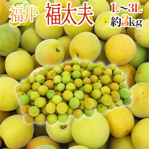 ”福井産 福太夫（ふくだゆう）” 秀品 L～3L 約3kg 梅【予約 5月末以降】 送料無料