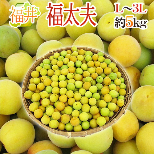 ”福井産 福太夫（ふくだゆう）” 秀品 L～3L 約5kg 梅【予約 5月末以降】 送料無料