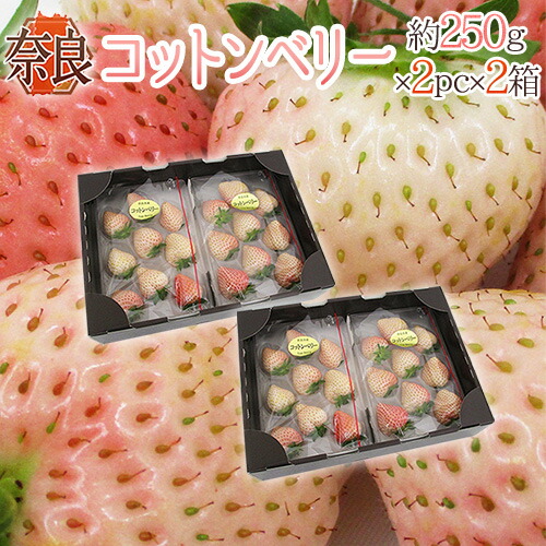 奈良県産 ”白いちご コットンベリー” 2pc×《2箱》（1pcあたり9～15粒前後 約250g）【予約 1月下旬以降】 送料無料 9,472円