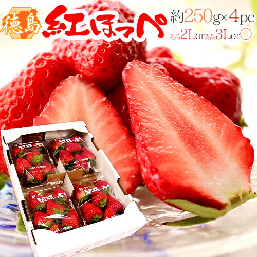 楽天市場】佐賀 ”いちごさん” 秀品 3L〜5Lサイズ 約250g×2パック