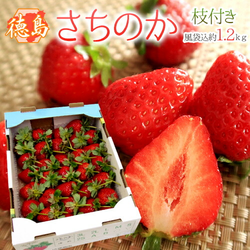 楽天市場】徳島県勝占産 ”さちのか” 2Lor3Lor大粒○ 約250g×4pc いちご