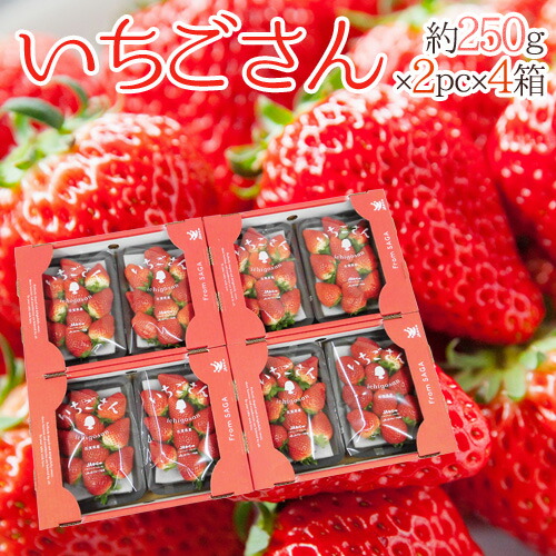 佐賀 ”いちごさん” 秀品 3L～5Lサイズ 約250g×2パック×《4箱》 化粧箱【予約 1月以降】 送料無料