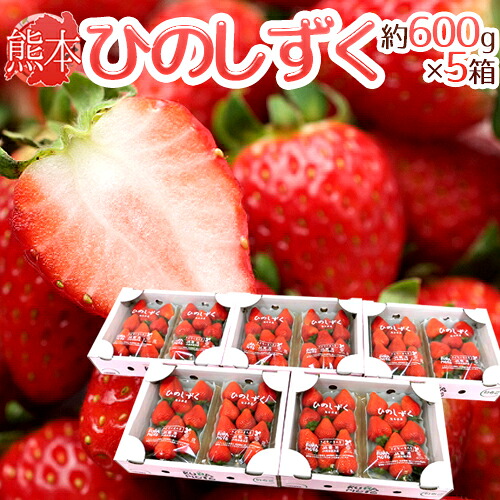 熊本県 ”ひのしずくいちご” 秀品 2パック入り（1パック 7～13粒 約300g）×《5箱》【予約 12月以降】 送料無料