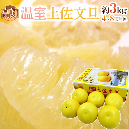 土佐高知 ”温室土佐文旦” 秀品 4～8玉前後 約3kg【予約 12月以降】 送料無料
