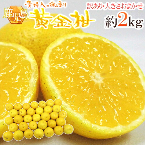 ”鹿児島産 黄金柑” 訳あり 約2kg 大きさおまかせ【予約 3月下旬以降】 送料無料