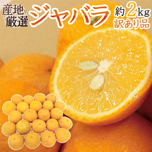 楽天市場】”ジャバラ” 訳あり 約3kg 大きさおまかせ 産地厳選 じゃばら