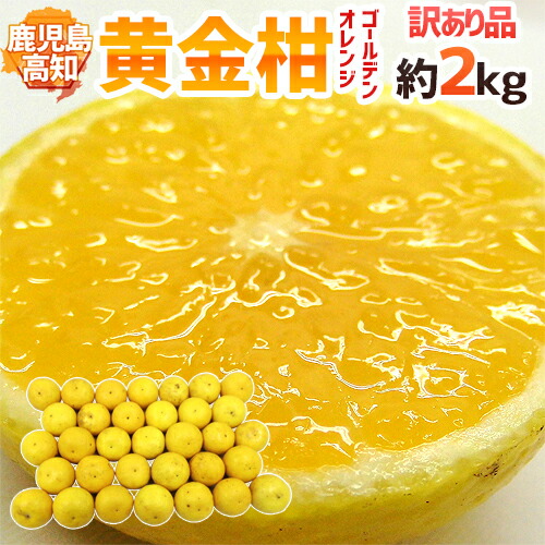 鹿児島・高知産 ”黄金柑” 訳あり 約2kg 大きさおまかせ【予約 3月下旬以降】 送料無料