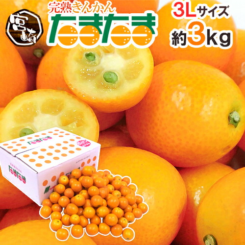楽天市場】宮崎県 ”完熟きんかん たまたま” 秀品 L/2L/3Lサイズ 約1kg