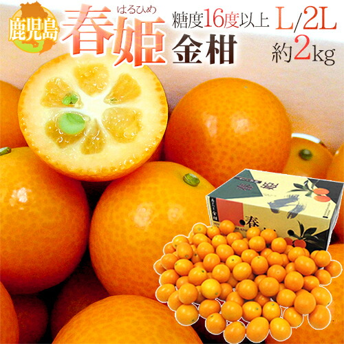 楽天市場】宮崎県産 金柑（きんかん） 秀品 2L〜3Lサイズ 約250g 1