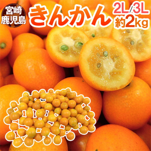 めぐみん　R6年収穫 鹿児島県産直 13℃一定保存 25kg 楽天市場】【ふるさと納税】＜内容量が選べる！＞数量限定！R6