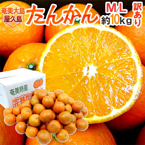 屋久島産 たんかん 訳ありLサイズ 10kg 楽天市場】奄美大島・屋久島産 ”たんかん” 訳あり M〜L 約10kg【予約 2