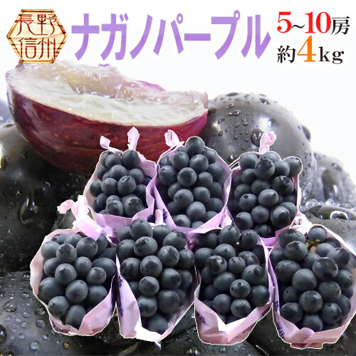 楽天市場】長野産 ”ナガノパープル” 秀品 7〜10房 約5kg ぶどう 楽天市場】長野産 ”ナガノパープル” 秀品 7〜10房 約5kg ぶどう
