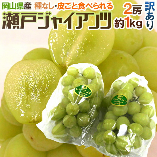 楽天市場】岡山産 ”瀬戸ジャイアンツ” 訳あり 2房 約1kg ぶどう【予約 9月以降】 送料無料[M1] : くらし快援隊〜母の日父の日お中元