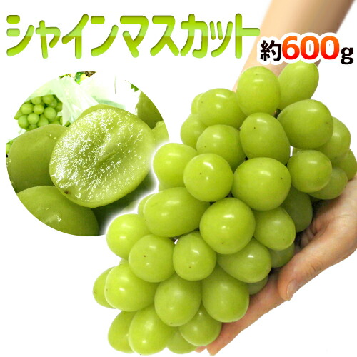 048-shine600g01.jpg
