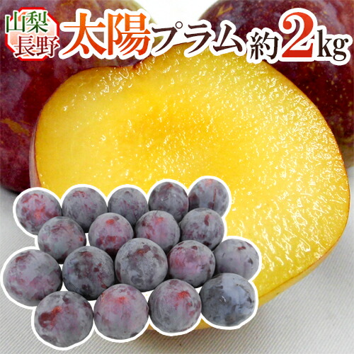 新鮮 プラム 多数 すもも　2.5キロ 楽天市場】新潟産 プラム（すもも）「太陽」2kg（約9〜12玉