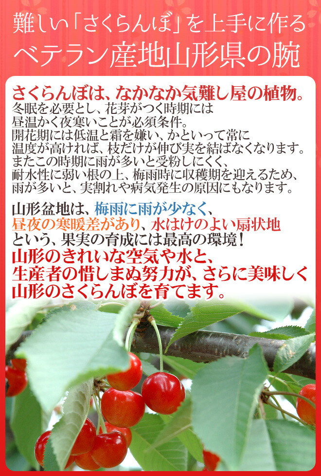 円錐小体産 さくらんぼ 佐藤錦 L 2lサイズ 手詰め 飾り物貴重品 住居作る頃 粗粗300g 露地栽培時期 約500g リザーブ 4桂月結局以降 貨物輸送無料 Cannes Encheres Com