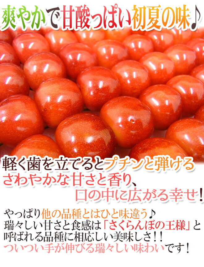 円錐小体分娩 さくらんぼ 佐藤錦 L 2lサイズ 手詰め 飾りつける秘宝 棲み家作る時 かれこれ300g 露地栽培時期 約500g 条件 4御月様終点先へ 送料無料 Eastjob Pl